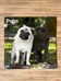 BN pug 2025 wall calendar photo 1