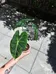 Alocasia Plant  photo 3