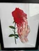 Marijke Bouchier rose print  photo 1