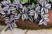 Tradescantia zebrina clippings photo 1