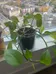 Pothos plant  photo 1