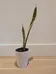 Snake plant  photo 2