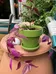 Healthy Tradescantia Zebrina Plant in Green Planter photo 1