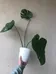Monstera Plant photo 1