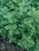 Fresh Oregano photo 1