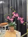 Faux orchid  photo 1