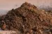Fafard sphagnum peat moss photo 1
