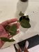 Philodendron micans baby plant photo 1