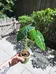 Alocasia Plant  photo 2
