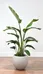 Indoor House Plants photo 1