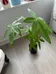 Money Tree photo 2
