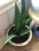 Snake Plant photo 2