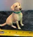 Miniature Yellow Animal Labrador Retriever Dog Model photo 1