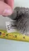 Small Grey Plush Cat Toy photo 4