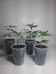 420 Clones / Plants photo 2