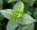 Fresh Mint to Plant photo 1