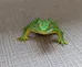 Green Frog Toy photo 1