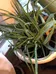 Aloe Vera Plants  photo 1