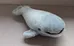 Blue Whale Plush Toy photo 1