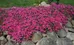Pink Creeping Phlox photo 1