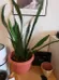 Plant Pot (10 inches diameter)  photo 2