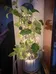 Pothos Cuttings photo 4