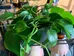 Pothos Cuttings photo 2