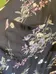 Torrid Floral Harper shirt Size 5 plus photo 4