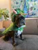 Dog Costume photo 1