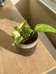 little potted pothos  photo 1