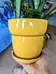 Dollarama yellow pot photo 1