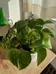 big ol pothos photo 1