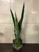 Hydraulic snake plant with vase photo 1