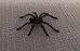 Spider Toy - Halloween Decor photo 1