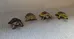Set of 4 Turtle Figurines photo 1