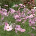 Cosmos Flower Seeds photo 1