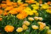 Calendula Seeds photo 1