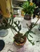 Candelabra cactus photo 1