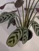 Fish Bone Prayer plant photo 4
