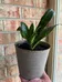 SNAKE PLANT BIRDS NEST VARIETY photo 1