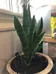 Snake Plant photo 1