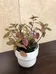 Indoor plants air purifier  photo 5