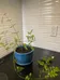 Healthy Flowering Jasmine plant  photo 1