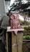 Heavy shelf hook - rose gold owl  photo 1